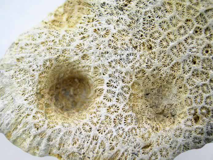 ichnofossile: biorosion de corail fossile du jurassique Boulonnais